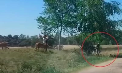 Ακόμα τρέχει! Τα… έκανε πάνω του – Τσιτά επιτέθηκαν σε οικογένεια και ο πατέρας παράτησε γυναίκα και παιδί – Βίντεο